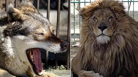 உக்ரைனிலிருந்து மீட்கப்பட்ட சிங்கம் `சிம்பா`