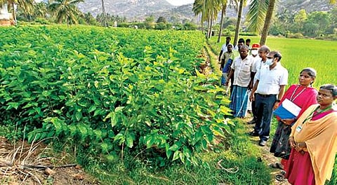 கிருஷ்ணகிரி அருகே கனகமூட்லு ஊராட்சியில் உள்ள மல்பெரி தோட்டங்களை ஆட்சியர் ஜெயசந்திர பானு ரெட்டி ஆய்வு செய்தார்.