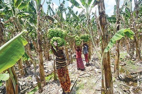 திருநெல்வேலி அருகே கருங்குளம் பகுதியில் வாழைத்தார்கள் அறுவடை தீவிரமாக நடைபெறுகிறது. படம்: மு. லெட்சுமி அருண்.