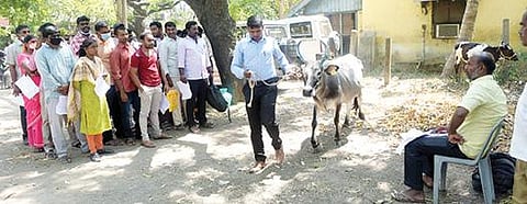 வேலூர் மாவட்ட கால்நடை பராமரிப்பு துறை இணை இயக்குநர் அலுவலக வளாகத்தில் கால்நடை உதவியாளர் பணிக்கு நேற்று நேர்காணல் நடைபெற்றது. படம்:வி.எம்.மணிநாதன்.