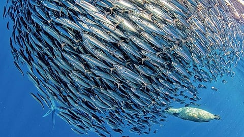 ஆழ்கடல் அதிசயங்கள் 01:மத்திகளின் பெருந்திரள்!