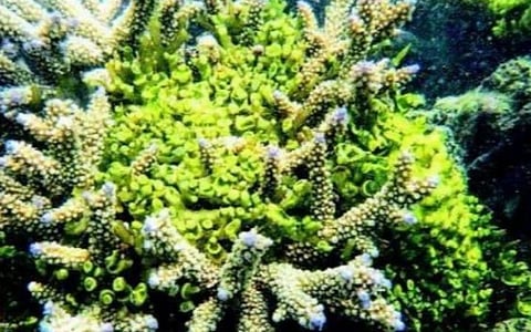 நாட்டிலேயே முதன்முறை: மத்திய அரசு உதவியுடன் தமிழகத்தில் அமைகிறது கடல்பாசி பூங்கா