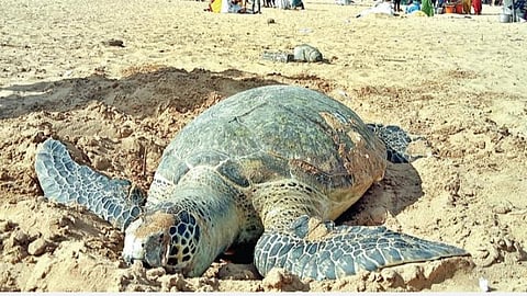 திருச்செந்தூரில் கரை ஒதுங்கிய கடல் ஆமை