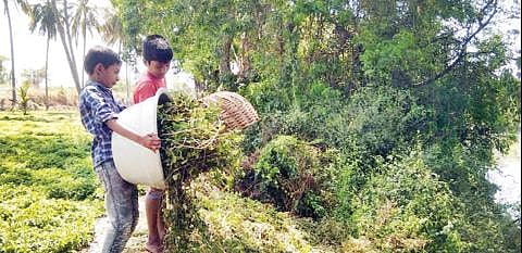 கடும் விலை சரிவு காரணமாக, சூளகிரி அருகே கனஜ்ஜூர் பகுதியில் அறுவடை செய்யப்பட்ட புதினாவை ஆற்றங்கரையோரம் வீசிச் செல்லும் அவல நிலை ஏற்பட்டுள்ளது.