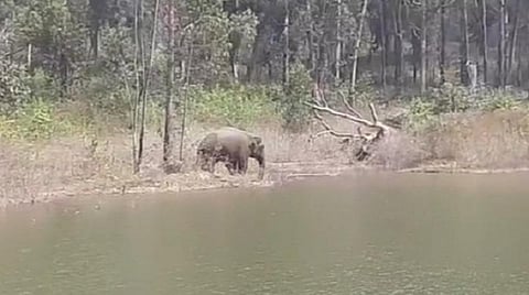 அய்யூர் சாமி ஏரியில் தாகம் தணிக்கும் யானை.