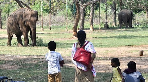 வண்டலூர் உயிரியில் பூங்கா விலங்குளின் நேரலைக்கு இதுவரை 6 கோடி பார்வையாளர்கள்: தமிழக அரசு தகவல்