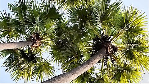 பனை புனித பயணம் - மே 1, 2022 - மே 26, 2022