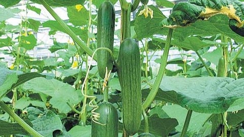 சோழவந்தான் அருகே பசுமைக்குடில் மூலம் வெள்ளரி சாகுபடி: வருவாய் ஈட்டும் பொறியியல் பட்டதாரி