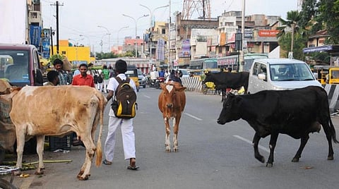 பொது இடங்களில் கால்நடைகளை திரியவிடுவோர் மீது நடவடிக்கை: சென்னை மாநகராட்சி எச்சரிக்கை