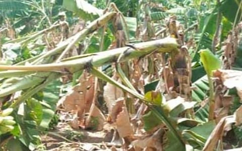 தருமபுரி, கிருஷ்ணகிரியில் சூறைக்காற்றுடன் பெய்த மழைக்கு வாழை, தென்னை மரங்கள் சேதம்