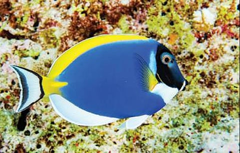 ஆழ்கடல் அதிசயங்கள் 04: கடலுக்கடியில் சுத்திகரிப்பு நிலையம்!