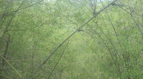 தொடர் மழை: கோடையில் பசுமைக்கு திரும்பிய உரிகம் வனச்சரக காப்புக்காடுகள்