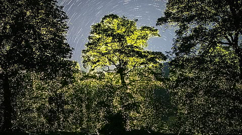 ஆனைமலையில் ‘அவதார்’ அபூர்வக் காட்சி! - கோடிக்கணக்கான மின்மினி பூச்சிகளின் ஒத்திசைவு நடனத்தால் ஒளிர்ந்த வனம்!