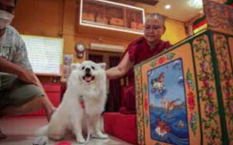 கடந்த ஆண்டு புத்த பூர்ணிமாவின்போது நாய்க்கு ஆசி வழங்கிய பவுத்த துறவி.