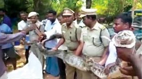 மலைப்பாம்பை பிடித்த வனத்துறையினர்.