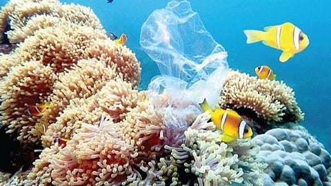 மன்னார் வளைகுடா கடலுக்கடியில் பவளப்பாறைகளை சூழ்ந்துள்ள பாலிதீன் பைகள்.