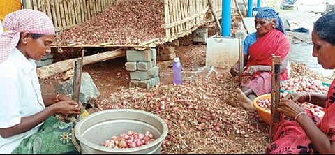 நாமக்கல் அருகே புதுச்சத்திரத்தில் தோட்டக்கலைத்துறை மூலம் அமைத்துத் தரப்பட்டுள்ள சேமிப்புக் கிடங்கில் இருப்பு வைத்திருந்த சின்ன வெங்காயத்தை விற்பனைக்கு அனுப்ப சுத்தம் செய்யும் பெண்கள். படம்: கி.பார்த்திபன்