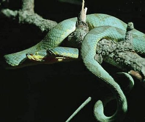 செஞ்சி அருகே பாக்கம்- கெங்கபுரம் காப்புக்காட்டில் கண்டறியப்பட்ட அரியவகை மூங்கில் குழி விரியன்.