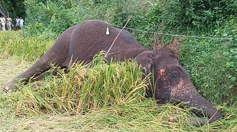 வெளிச்சத்திற்காக அமைக்கப்பட்ட மின் வயர் பாதையை இழுத்தபோது மின்சாரம் பாய்ந்து யானை பலி