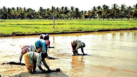 இந்தியாவின் கியூபெக் ஆகுமா காவிரிப் படுகை?