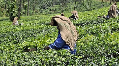 பொருளாதார நெருக்கடியால் ‘கருகி’ போன இலங்கை பாரம்பரிய ஆர்த்தடாக்ஸ் தேயிலை: தென்னிந்தியாவுக்கு ஏற்றுமதி வாய்ப்பு?