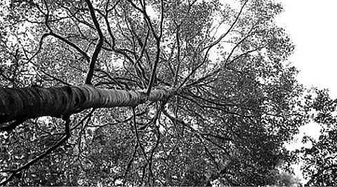 இயற்கையிடம் கற்போம்: மரங்களைப் புரிந்துகொள்ள உதவிய பணியர்