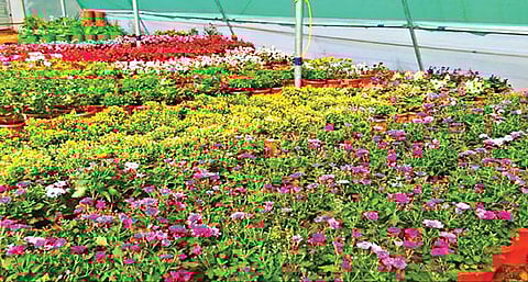 ஏற்காடு கோடை விழா மலர் கண்காட்சி இன்று தொடங்க உள்ள நிலையில், அண்ணா பூங்காவில் காட்சிக்கு தயார் நிலையில் வைக்கப்பட்டுள்ள வண்ண மலர் தொட்டிகள்.