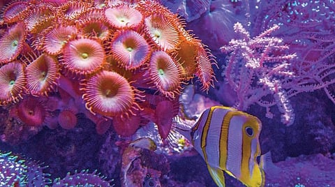 ஆழ்கடல் அதிசயங்கள் 07: இரவு நேரப் பவளத்திட்டு