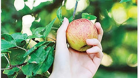 டிங்குவிடம் கேளுங்கள்: நம் சூரியன் எந்த விண்மீன் தொகுதியில் இருக்கிறது?