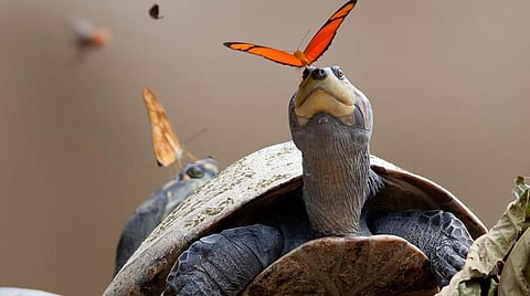 பூச்சிகளின் ‘கண்ணீர்த் தாகம்’