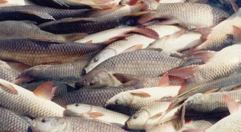 லாபம் தரும் கூட்டின மீன் வளர்ப்பு