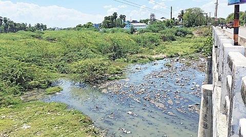 விருதுநகரில் புதர் மண்டிக் கிடக்கும் கவுசிகா நதி.