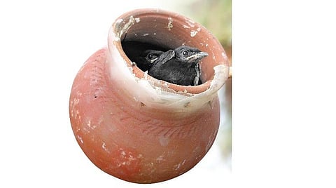 கரிச்சான் குஞ்சுகளோடு கழித்த எட்டு நாட்கள்