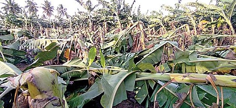 கடலூர் அடுத்த வெள்ளகரை பகுதியில் சூறாவளி காற்றில் சேதமடைந்த வாழைகள்.