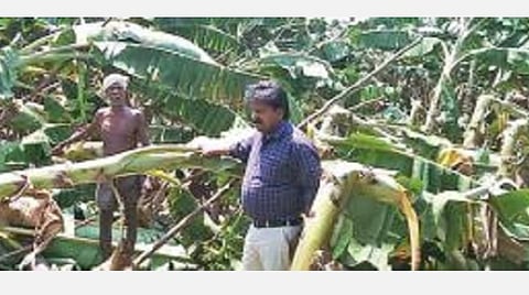 கடலூர் அருகே அன்னவல்லி கிராமத்தில் பாதிக்கப்பட்ட வாழை தோட்டத்தை கடலூர் தோட்டக்கலை துணை இயக்குநர் (பொறுப்பு) அருண் பார்வையிட்டு ஆய்வு செய்தார்.