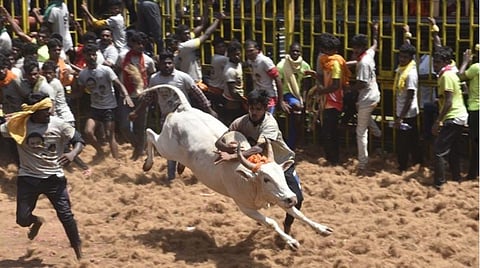 சேலம் நிலவாரப்பட்டியில் நடந்த ஜல்லிக்கட்டு போட்டியில் வாடிவாசலில் இருந்து சீறிப்பாய்ந்து வந்த காளையின் திமிலை பிடித்து அடக்கிய வீரர். | படங்கள் எஸ்.குரு பிரசாத்