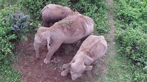 உயிரிழந்த குட்டிக்கு அருகில் நிற்கும் தாய் யானை.