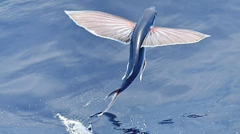 ஆழ்கடல் அதிசயங்கள் 08: காற்றில் சறுக்கிய மீன்கள்!