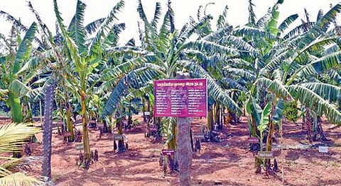 கன்னியாகுமரி அரசு பழத்தோட்ட சுற்றுச்சூழல் பூங்காவில் நட்டு பராமரிக்கப்பட்டு வரும் அரியவகை வாழை மரங்கள்.