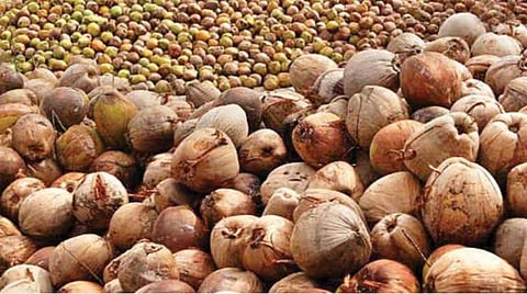 பாமாயில் இறக்குமதிக்கு மானியம்; விளைச்சல் அதிகரிப்பால் தேங்காய் விலை கடும் வீழ்ச்சி: அரசு உரிய நடவடிக்கை எடுக்க விவசாயிகள் வலியுறுத்தல்