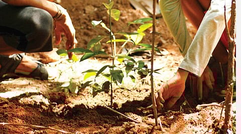 இயற்கையிடம் கற்றோம்: பெருங்காடுகளை மீட்கும் விதைகளைத் தேடி...