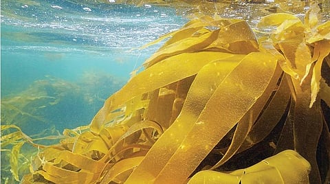 ஆழ்கடல் அதிசயங்கள் 13: கடல் பாசிகளில் காற்றுப் பைகள்!