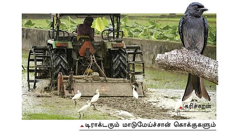 பறவைகள்: விவசாயிக்கு நண்பனா, எதிரியா?