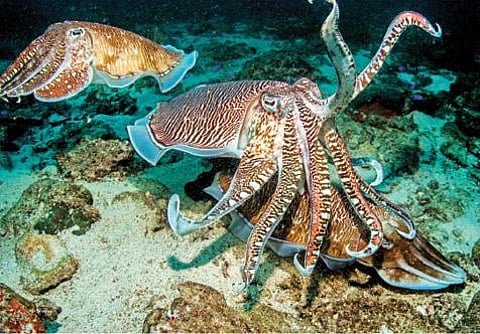 ஆழ்கடல் அதிசயங்கள் 14: நிறம் மாறும் தோட்டுக்கணவாய்!