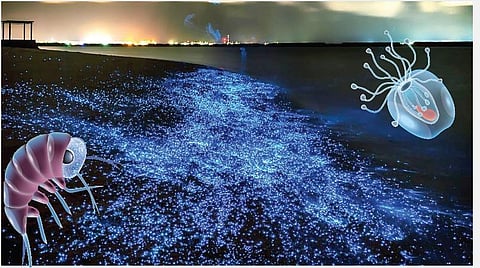 இயற்கை 24X7 - 13: நீலம் இல்லையேல் பச்சை இல்லை