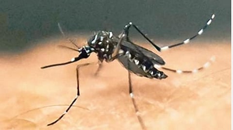 அமெரிக்கா | 14 மணி நேரத்தில் சிக்கிய 11 ஆயிரம் கொசுக்கள்: மிரண்டு போன அதிகாரிகள்