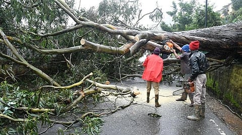 நீலகிரியில் மீண்டும் பரவலாக மழை: ஆபத்தான மரங்களை அகற்ற பேரிடர் மீட்புப் படையினர் தீவிரம்