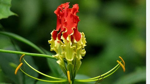 கண்வலிக்கிழங்கிற்கு குறைந்தபட்ச ஆதார விலையை நிர்ணயிக்க மத்திய அரசுக்கு தமிழகம் வலியுறுத்தல்