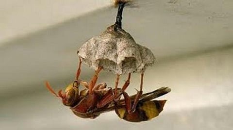 புதுச்சேரியில் விஷக் குளவிகள் கொட்டியதில் மயங்கிய 4 பள்ளி மாணவர்களுக்கு சிகிச்சை