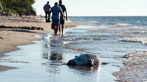 இயற்கை 24X7: 15 - மீன் என்பது இனி உணவல்ல